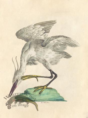 Great White Heron - Tribute Bd 61 M